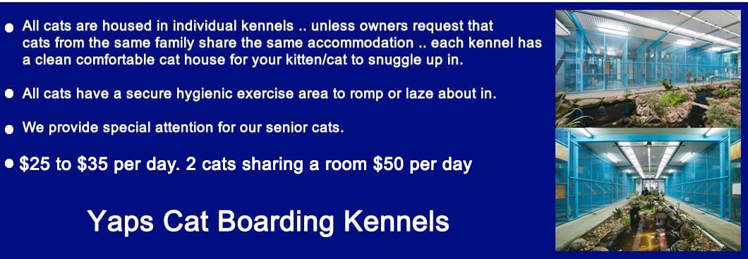Boarding Cats
